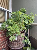 Full view of the healthy green leafy plant inside the wicker basket on a small table against an exterior balcony corner.