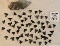 Photo showing a large prehistoric fossil with textured ridged surface and numerous small black fossilized shark teeth arranged around it.