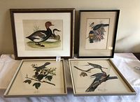 Four bird prints arranged with two standing at back and two laying flat. Showcases variety and framing styles.