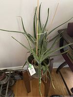 Photo of a large aloe vera plant in a pot, showing the full height and leaf structure with supporting bamboo stakes and string.t