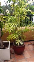 Areca palm plant in large reddish-brown earthenware pot on outdoor deck with surrounding plants visible.
