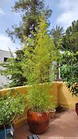 Tall bamboo plant outdoors in large reddish-brown glazed earthenware planter on patio near yellow wall.