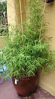 Bamboo plant with tall, slender stalks and green leaves in large brown earthenware pot against yellow exterior wall.
