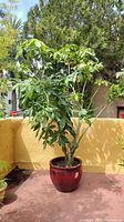 Full view of the large Money Tree plant showing size and overall condition in red ceramic pot.