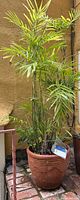 Front view of tall green palm plant in large terracotta pot