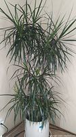 Full view of the Dracaena plant showing foliage and general shape in white pot.