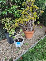 Three potted plants shown outdoors on gravel near grass and shrubbery. Large jade in terracotta pot, small jade in black plastic pot, and succulent in small white ceramic pot.