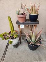 Four potted succulent and cactus plants arranged on and around a small rustic wooden table with weathered surface and legs against a beige wall.