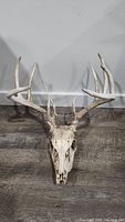 Real deer skull with antlers against a white wall and wood floor. Skull is weathered with visible texture and discoloration.