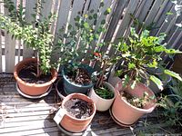 Five potted plants with varied foliage and colors in different pots on a wooden deck by a white fence.