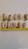 Photo of all ten white clay pipe bowls arranged in two rows on white background with measuring tape showing length around 2 to 3 inches.