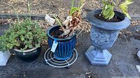 Three pots with plants displayed outdoors. Blue glazed pot is center, gray urn to right, green plastic pot to left. Plants appear to have some wilted leaves.