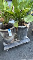 Two terra-cotta or clay pots on a wooden dolly with large green plants.