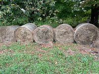 Five round bales of hay tightly arranged in a row outside on grass with some trees in the background.