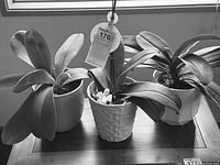 Lot of three live potted orchids placed together on a table under window light showing size and variety.
