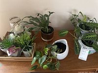 Six live potted plants including various species on a wooden surface with some decorative pots and a wooden tray holding smaller plants.