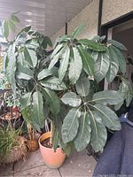 Front view of a large Australian umbrella plant with healthy broad green leaves in a pink planter pot.