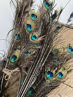 Photo showing bundle of peacock feathers with iridescent eye pattern tied with twine