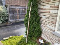 Full view of the antique 14-foot wooden sliding leveling surveyors rod leaning against foliage and house wall outdoors