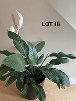 Peace Lily plant about 3 feet tall with white flowers, broad dark green leaves, in a black plastic pot.