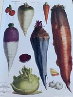 Open page showing detailed color illustrations of assorted root vegetables including carrots, turnips, beets, kohlrabi, and garlic bulbs.
