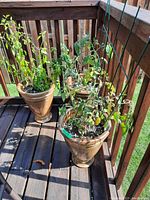 Three earth-tone artisan plant pots with live plants placed on a wooden deck corner with sunlight. Pots are heavy and show minor cracks. Plants show some wilting.