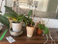 Photo of five live orchids on table showing different pots and plant conditions