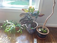 Three live plants near window, including a variegated Croton plant, a plant with a vine growing around a braided trunk, and a tall dracaena-type plant.
