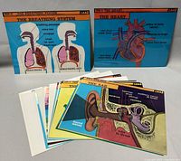 Colorful anatomical diagrams including breathing system, heart, and ear, fanned out showing multiple posters.