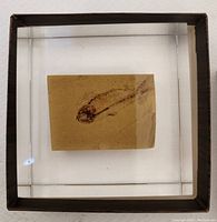 Clear rectangular Lucite block with embedded fish fossil centered on a tan sedimentary rock slice, inside a black-bordered box.