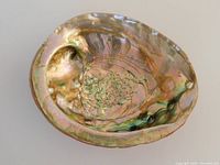 Photo of the inside of the abalone shell showing its iridescent colorful surface.