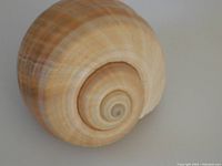 View of shell apex showing rounded spiral pattern and smooth surface