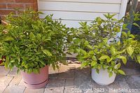 Two live hibiscus bushes in pots, one with red flowers and one with white flowers, placed outdoors against a wall.