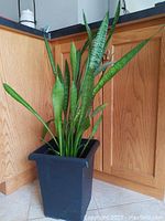 Full view of the healthy mature Snake Plant with large pointed green leaves and black square planter.