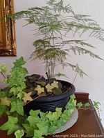 Black round planter with fern, African Violets, and trailing ivy plants on decorative plate