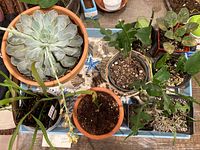 Top view of indoor plants including echeveria, pothos, and succulents in ceramic and plastic pots on a fabric tray.