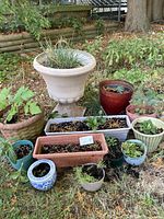 Wide view of the outdoor plants in a variety of pots including ceramic, plastic, and metal.