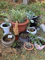 Group of outdoor plants in various pots including ceramic, metal, and plastic, with daisies, ornamental grass, kale, and herbs visible on grass lawn