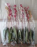 Full view of 10 artificial orchid flower stems arranged side by side with plastic wrapping, showing leaves and flower cluster shapes.