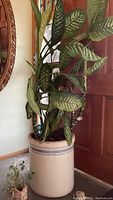 Front view of large Dieffenbachia plant with variegated green leaves in beige crock planter with blue stripes and small umbrella plant in house-shaped ceramic pot beside it.