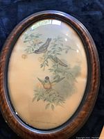 Full view of oval wooden framed bird print with bubble glass, showing three Helianthea Eos hummingbirds on branches.