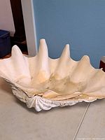 Full view of large fluted shell on table, showing interior ridges and exterior texture.