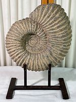 Front view of cast stone ammonite fossil on black metal stand showing full spiral shape and texture.