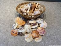 Photo showing both scallop sea shells laid out in front and conical shells inside a woven basket on a countertop.