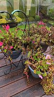 Plants arranged on a wooden deck with black metal heart-shaped plant holder displaying pink flowering plants in plastic pots.