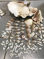 Photo showing entire collection of shells and coral including large clam, conch, various smaller shells and white coral pieces arranged on counter