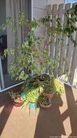 Overall view of the fig tree and surround potted plants on balcony under sunlight.