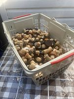 Plastic basket filled with a large quantity of assorted corks including traditional wine corks and champagne corks with both natural and black tops.