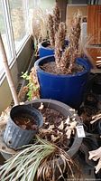 Three dry plants in total: two tall dried plants in large blue pots, one dried plant with long leaves in large brown pot with smaller black pot inside.