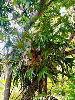Large healthy stag horn fern hanging from a tree branch, showing broad lobed fronds and mounting setup with heavy chain.